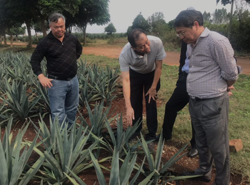 “中國劍麻之鄉(xiāng)”湛江農墾，積極創(chuàng)建國家現(xiàn)代農業(yè)產業(yè)園