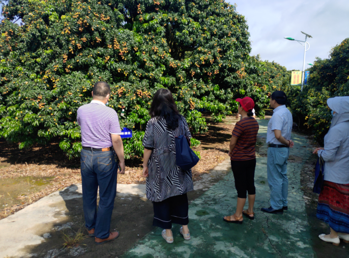 龔州大地，龍眼飄香-平南現(xiàn)代農業(yè)正釋放科技創(chuàng)新活力