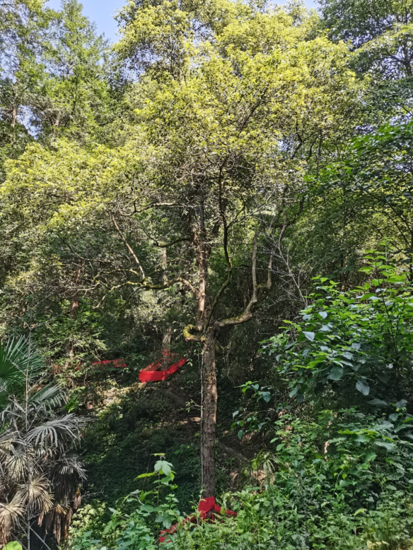 發(fā)力五型經(jīng)濟，著力打造“中國龍腦之都”